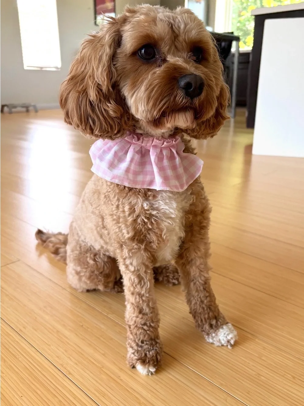 Ruffle + Collar Set for Pets